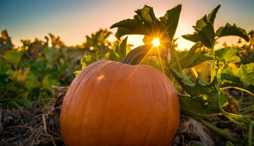 A vibrant orange pumpkin rests in a field, illuminated by the warm glow of a sunset behind it.