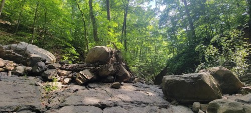 A rocky creek bed surrounded by lush green trees and sunlight filtering through the foliage.