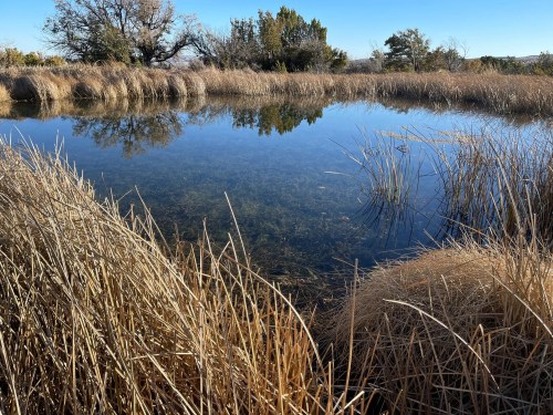 A serene pond surrounded by tall grasses and trees under a clear blue sky.