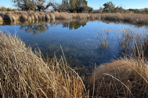 A serene pond surrounded by tall grasses and trees, reflecting the clear blue sky and nearby vegetation.
