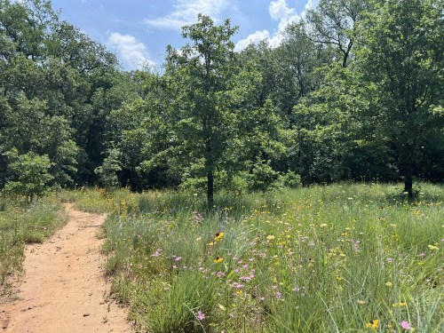 A sunny path through a lush green field filled with wildflowers and surrounded by trees.