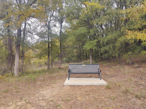 A solitary bench on a concrete slab surrounded by trees and foliage in a natural setting.