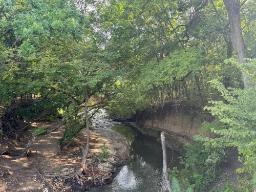 A serene creek flows through a lush, green forest with trees lining the banks and sunlight filtering through the leaves.