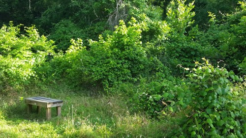 A wooden bench surrounded by lush green foliage and tall grass in a natural setting.