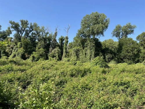 Lush green landscape with dense vegetation and trees under a clear blue sky.