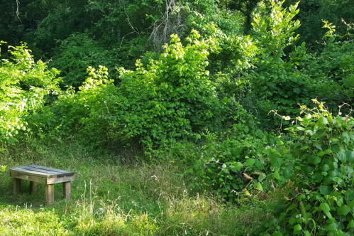 A wooden bench surrounded by lush green foliage and grass in a natural setting.