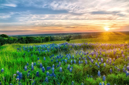 A vibrant sunset over a field of bluebonnets, with lush green grass and a colorful sky.