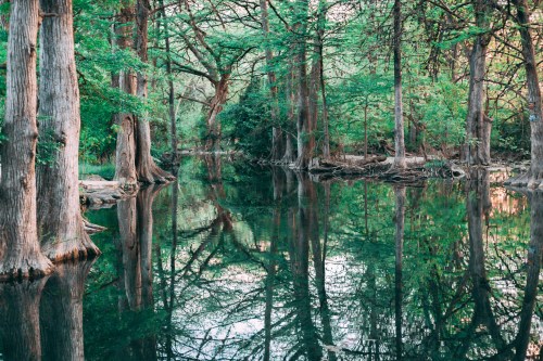 A serene forest scene with tall trees reflected in calm water, surrounded by lush greenery.