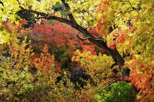 Vibrant autumn foliage with a mix of red, orange, and yellow leaves on trees in a scenic landscape.