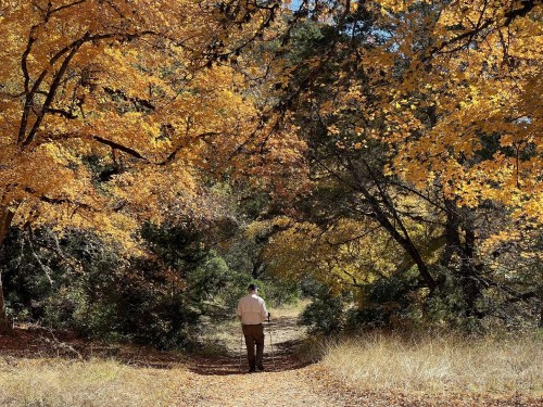 A person walks along a path surrounded by vibrant autumn foliage in shades of orange and yellow.