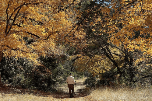 A person walks along a path surrounded by vibrant autumn foliage in shades of orange and yellow.
