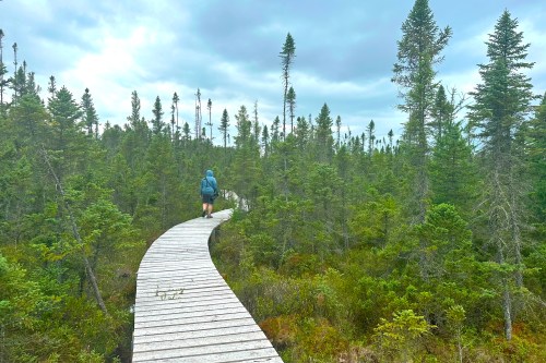 A person walks along a wooden boardwalk through a dense forest of evergreen trees under a cloudy sky.