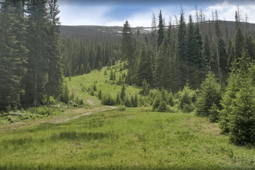 A lush green valley surrounded by tall pine trees and distant mountains under a clear blue sky.