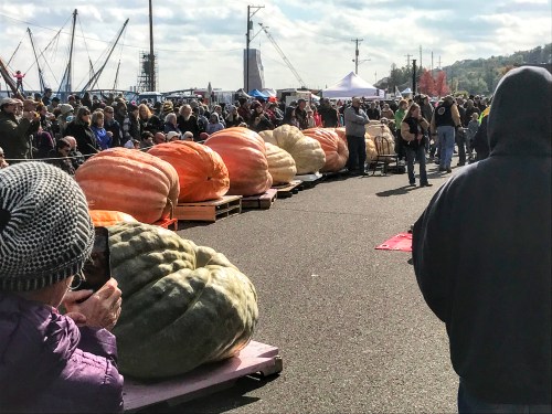 A crowd gathers at an outdoor event, admiring large pumpkins displayed on pallets under a cloudy sky.