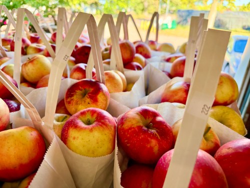 Bags filled with fresh red and yellow apples, arranged neatly in a bright outdoor setting.