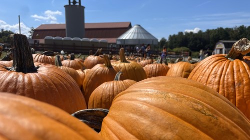 A close-up of bright orange pumpkins in a field, with a barn and people in the background under a clear blue sky.
