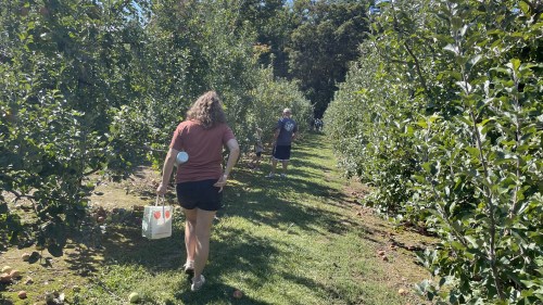 A person walks through an apple orchard, carrying a bag, with trees lining the path on a sunny day.