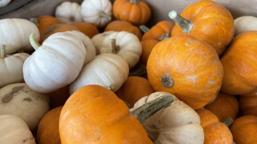 A close-up of various pumpkins, including orange and white varieties, piled together in a box.