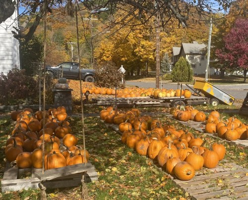 A vibrant autumn scene featuring numerous pumpkins arranged on wooden pallets, surrounded by colorful fall foliage.