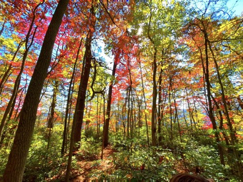 A vibrant forest in autumn, with colorful leaves in shades of red, orange, and yellow under a bright blue sky.