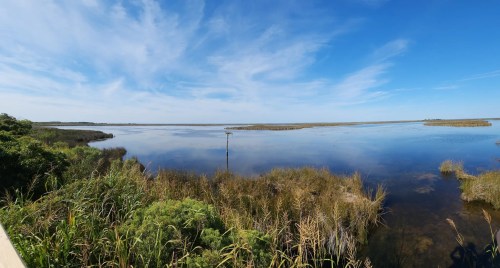 A serene wetland landscape with tall grasses, calm water, and a clear blue sky, reflecting the surrounding nature.