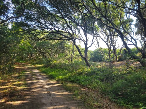 A winding dirt path through a lush, green forest with trees arching overhead. Sunlight filters through the leaves.