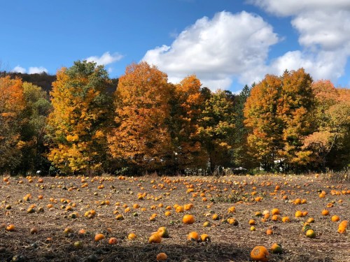 A pumpkin patch with scattered pumpkins in a field, surrounded by vibrant autumn trees under a blue sky with clouds.