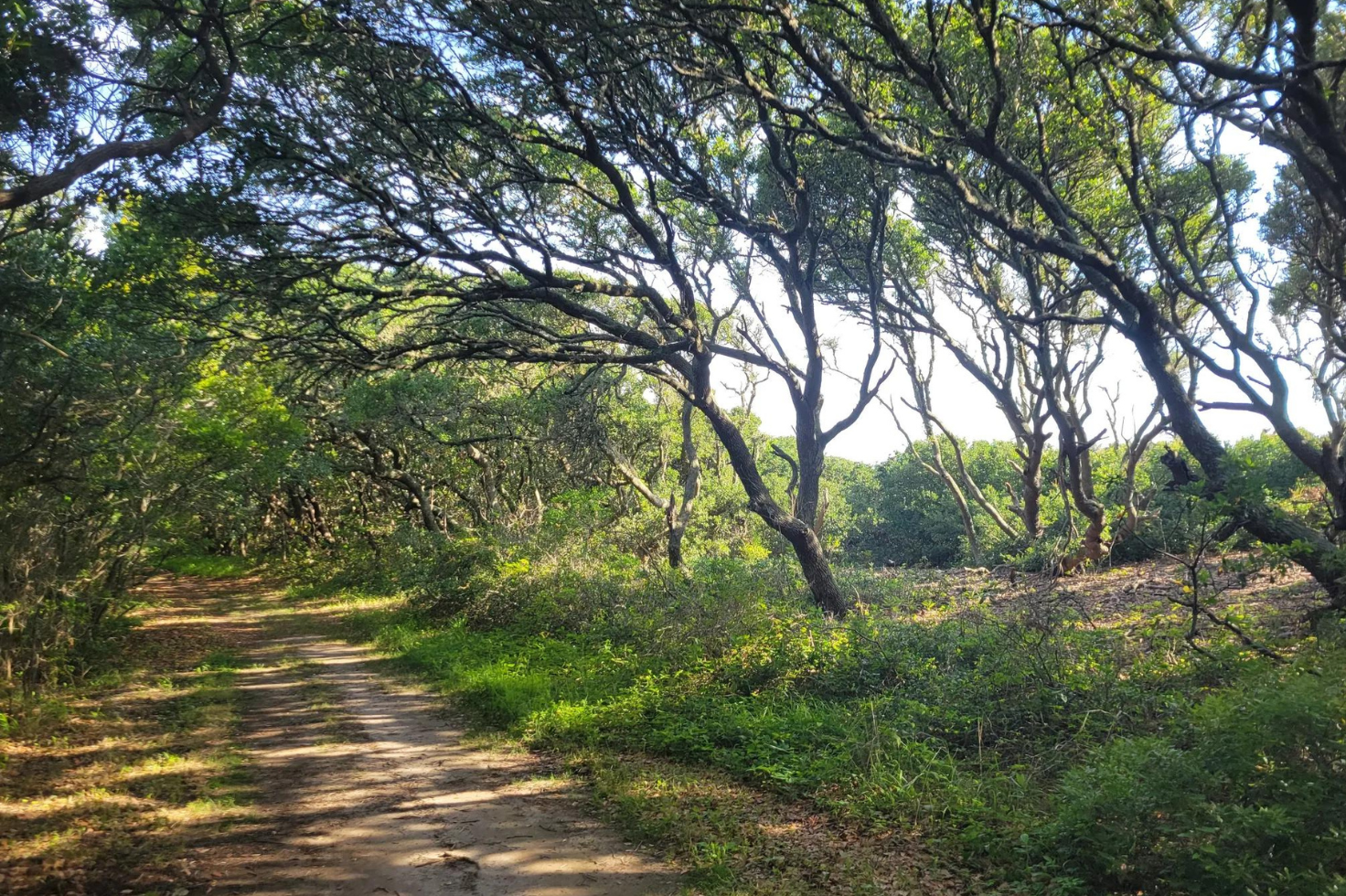 隐藏在北卡罗来纳州的完全免费的植物园是必游之地