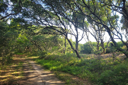 A winding dirt path through a lush, green forest with trees arching overhead. Sunlight filters through the leaves.