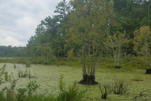 A serene wetland scene with trees surrounded by green algae and lush vegetation under a cloudy sky.