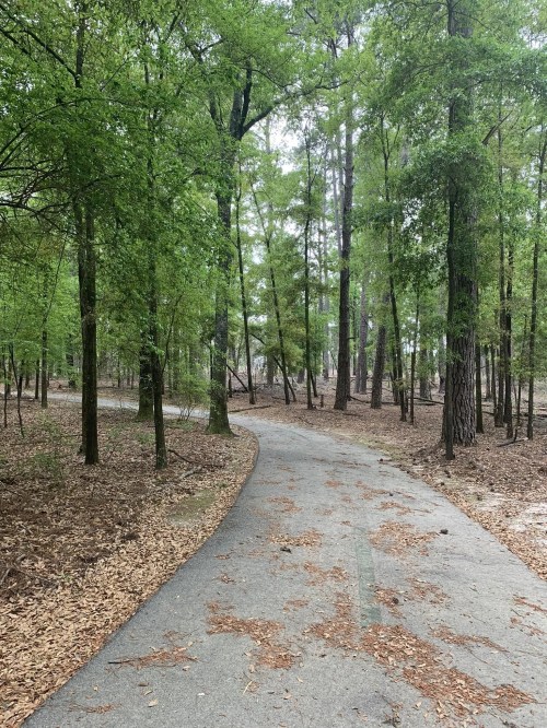A winding path through a lush, green forest with tall trees and scattered leaves on the ground.