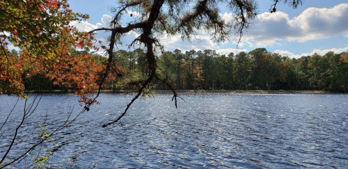 A serene lake surrounded by trees with autumn foliage under a bright blue sky and fluffy white clouds.