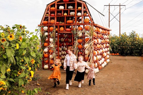 Kids near pumpkins in a seasonal corn field.
