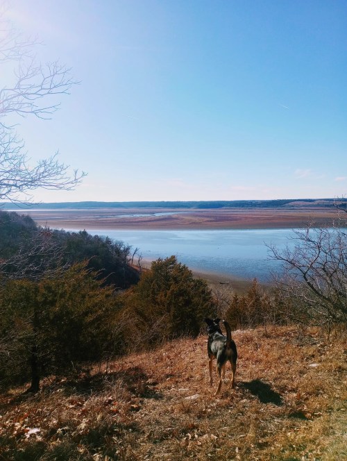 A dog stands on a hillside overlooking a calm lake surrounded by trees under a clear blue sky.