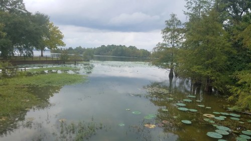 A serene lake scene with overcast skies, surrounded by trees and lily pads, reflecting the calm water.