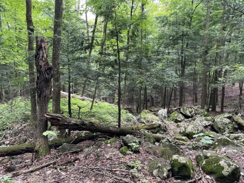 A lush forest scene with trees, rocks, and fallen logs, showcasing dense greenery and a natural, serene environment.