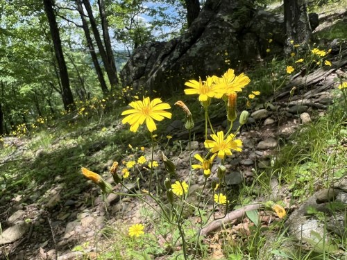 A cluster of bright yellow wildflowers grows among rocks and greenery in a sunlit forest.