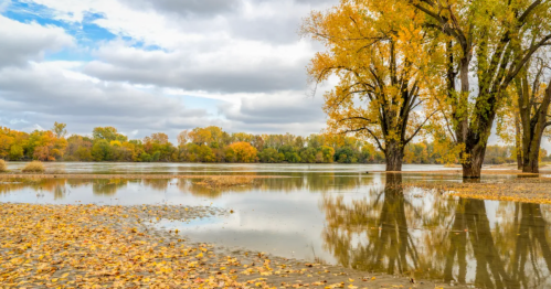 A tranquil view of the Missouri River in autumn, with golden leaves on the trees and scattered on the muddy bank.