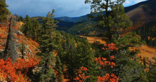 Trees and ground covering are vibrant reds and oranges along a hiking trail in New Mexico.