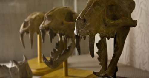 Three ancient saber-toothed cat skulls with fierce fangs on display at a free museum in South Dakota.