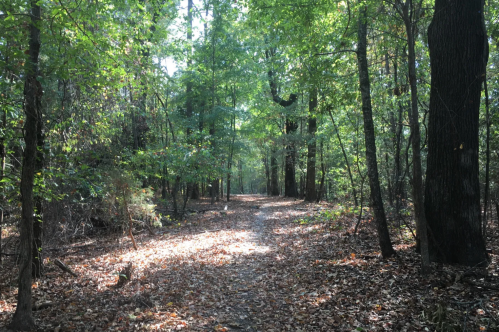 A serene forest path surrounded by trees, with sunlight filtering through the leaves and fallen leaves on the ground.