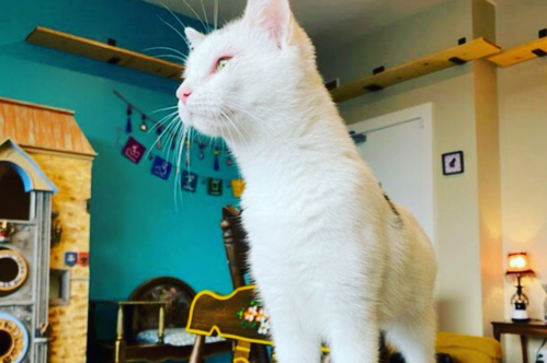 A white cat with pink eyes stands on a table, looking to the side in a colorful room with decor in the background.