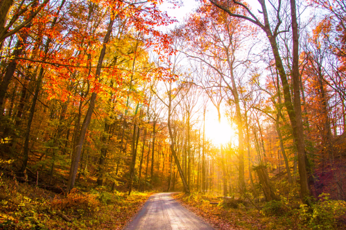 A winding road through a vibrant autumn forest, with sunlight filtering through colorful leaves.