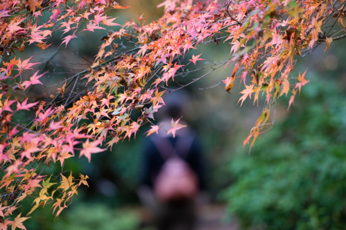 A blurred figure walks along a path framed by vibrant red and orange autumn leaves.