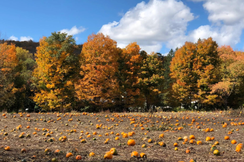 A pumpkin patch with scattered pumpkins in a field, surrounded by vibrant autumn trees and a blue sky with clouds.