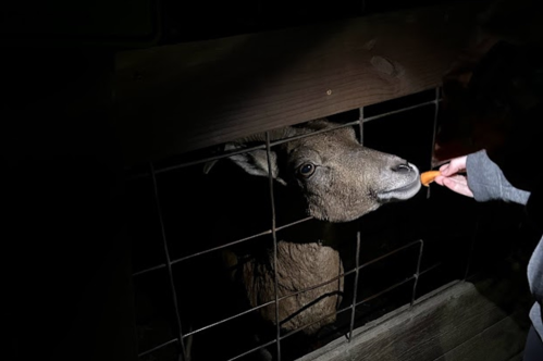 A person feeding a goat through a wire fence in low light conditions.