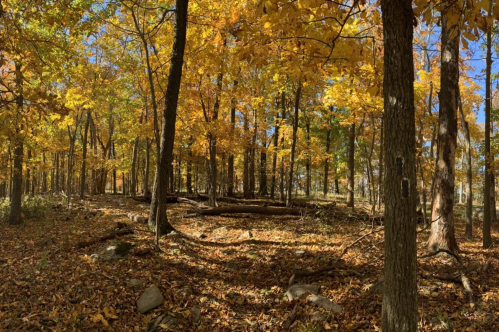 A vibrant forest scene with trees adorned in golden autumn leaves and a carpet of fallen leaves on the ground.