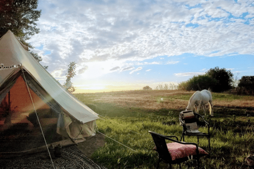 In a wide green field, a white horse grazes just outside a large glamping tent.