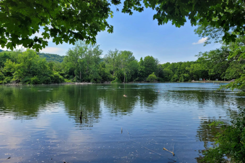 A serene lake surrounded by lush green trees under a clear blue sky, reflecting the landscape in the water.