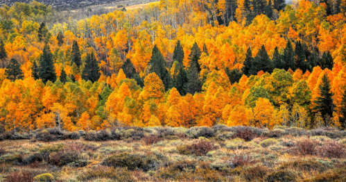 A grove of trees is covered in vibrant yellow and orange leaves in New Mexico.